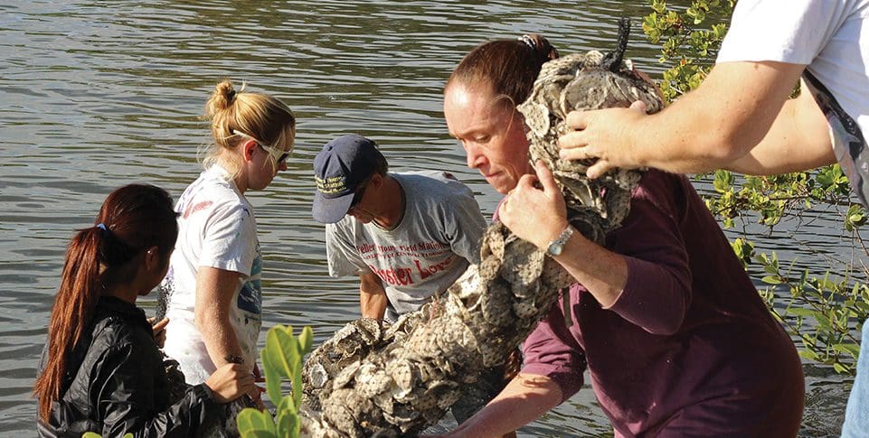Oysters restore our shores program