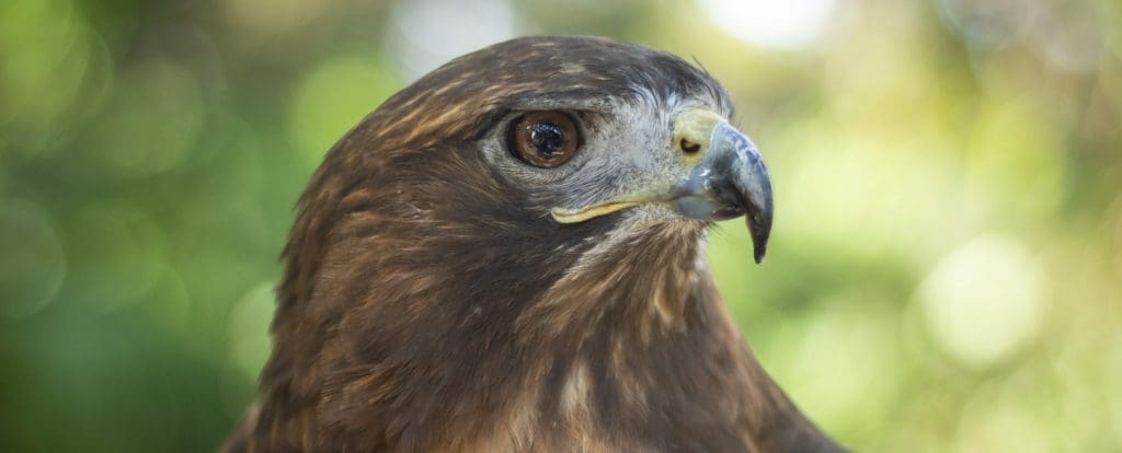 red tailed hawk
