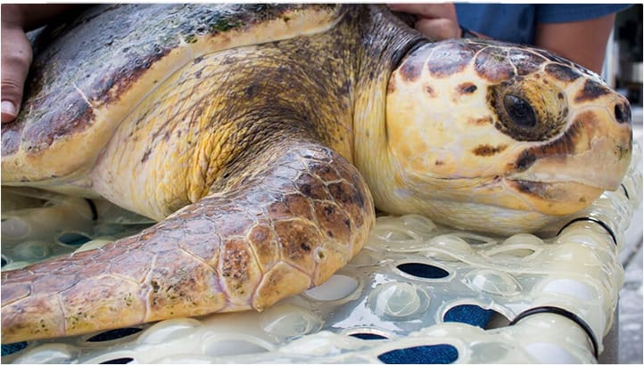 sea turtle