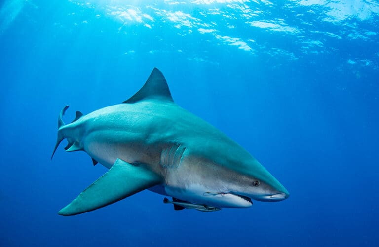 bull shark