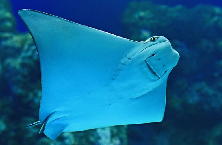 happy little stingray