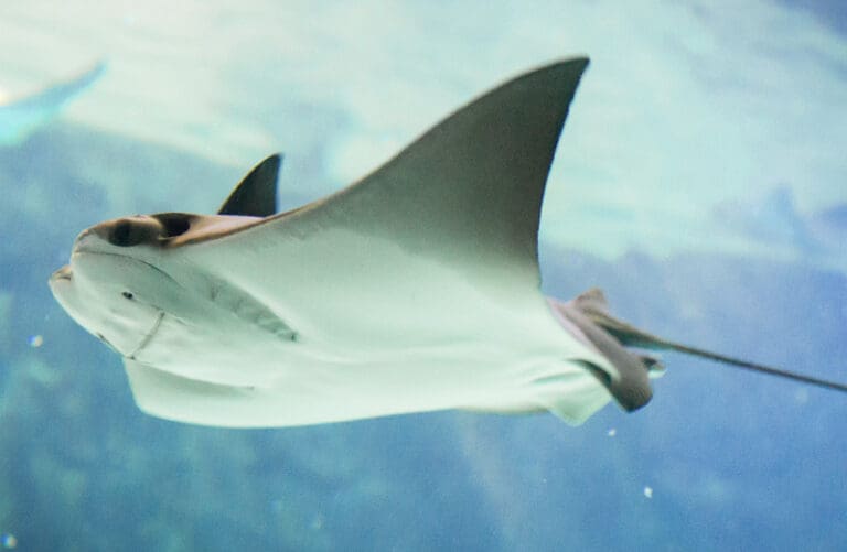 stingray swimming