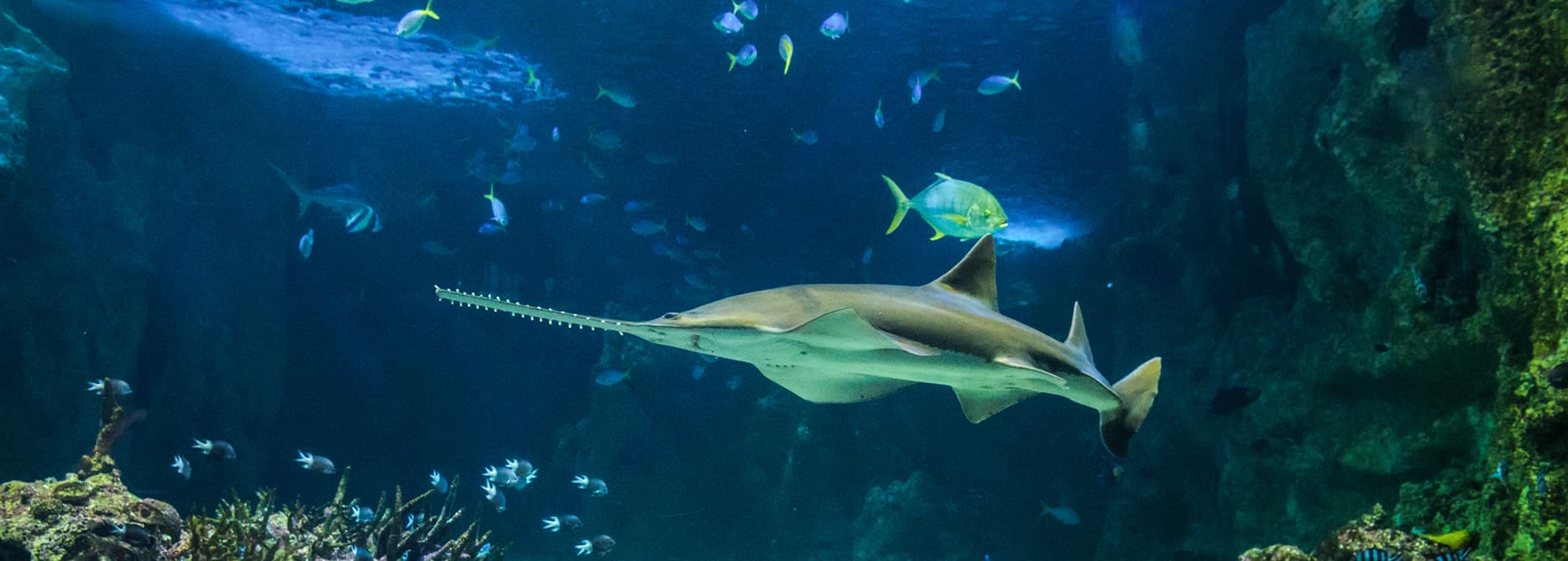 sawfish in aquarium