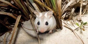 Perdido Key beach mouse on sand dune